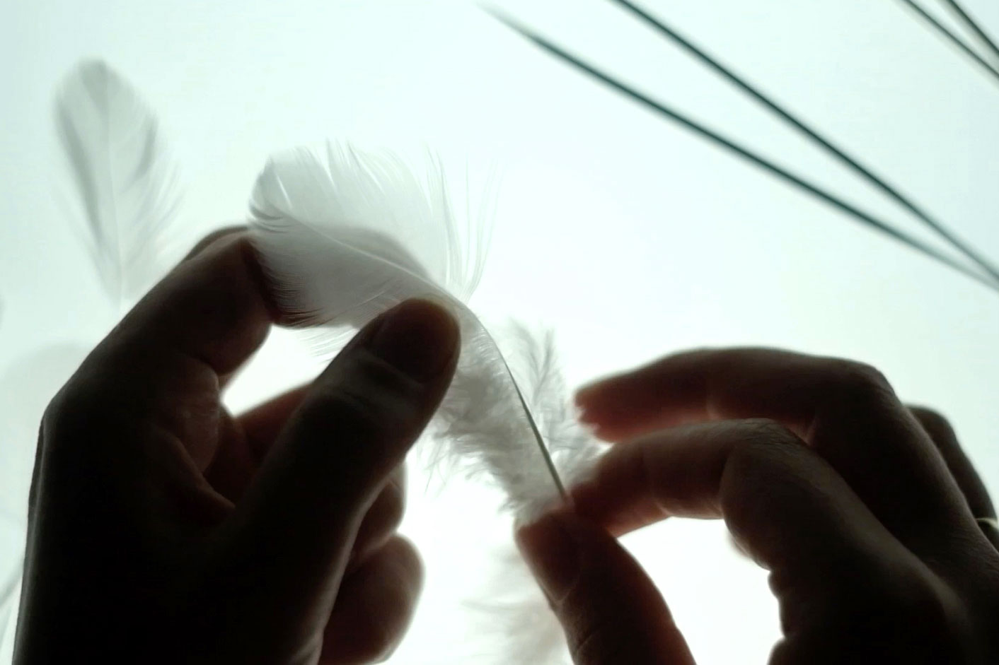 Bird feather being stripped by hand.